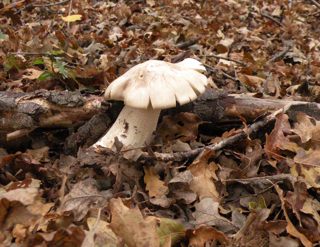 Nei boschi di Ulderico